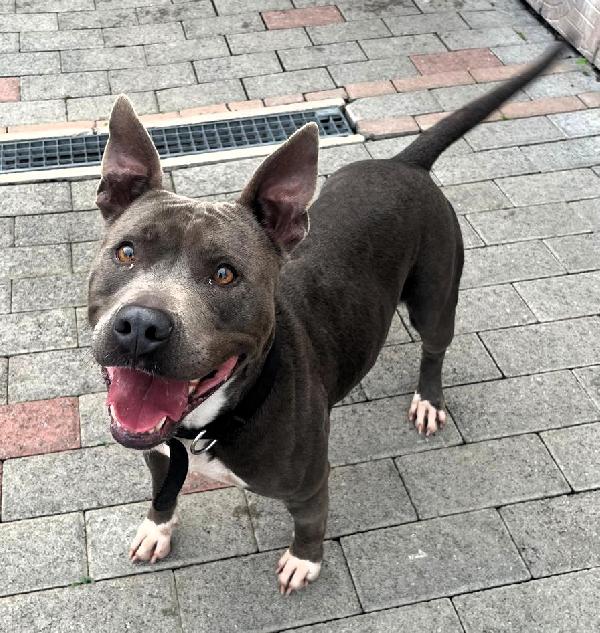 DAISY PIT BULL Foto 2